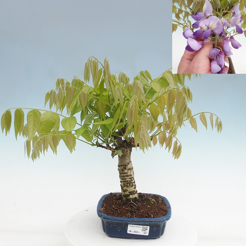 Bonsai voor buiten - Wisteria floribunda