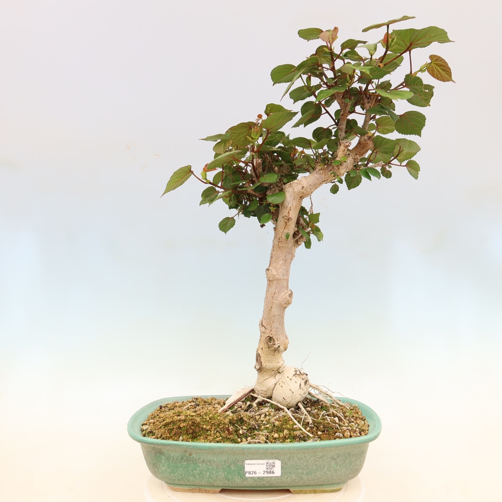 Bonsai voor binnen - Hibiscus tiliaceus - Zee Hibiscus