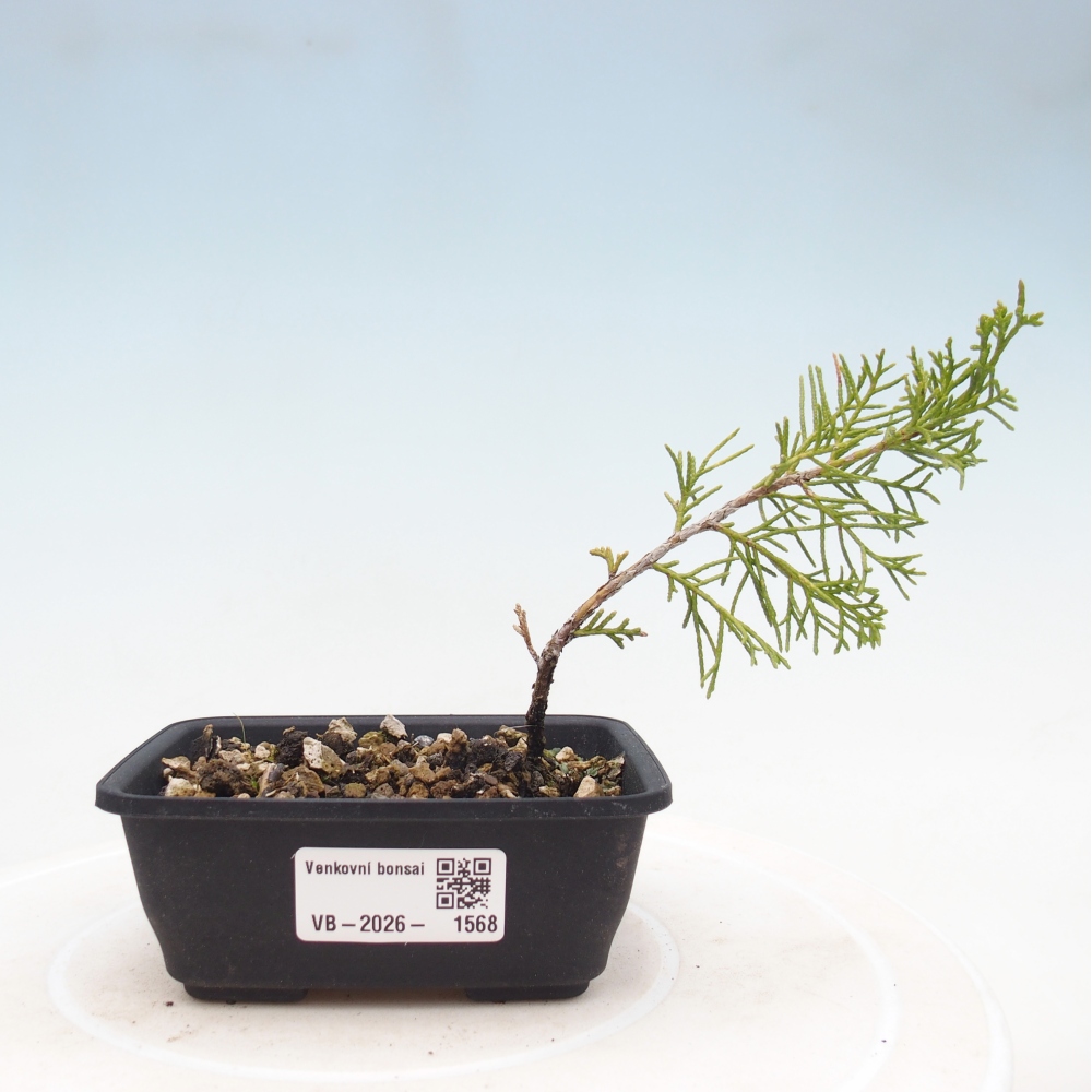 Bonsai voor buiten - Juniperus chinensis Itoigawa