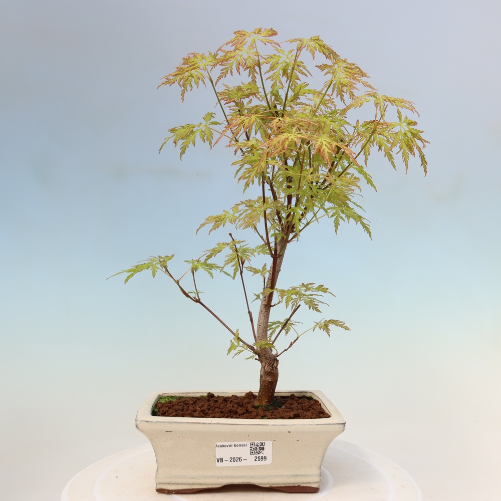 Bonsai voor buiten - Acer palmatum Dissectum