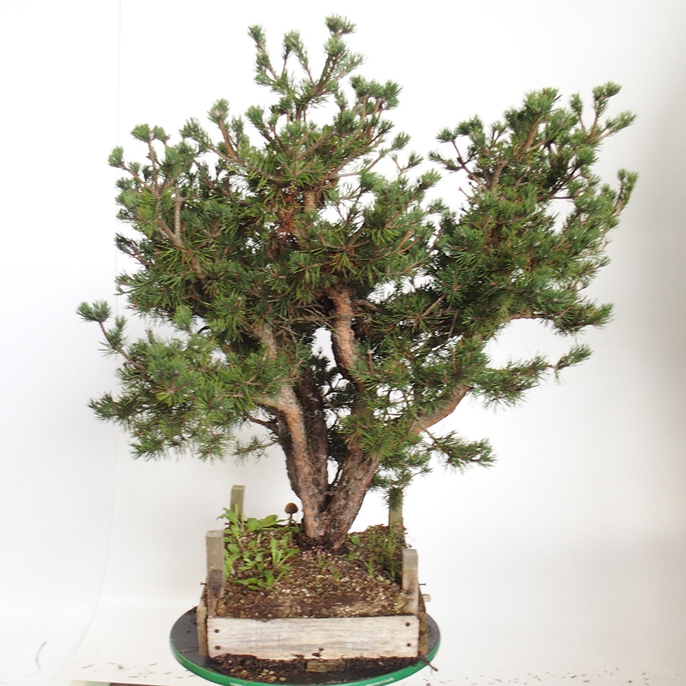 Yamadori - Pinus sylvestris Spanje