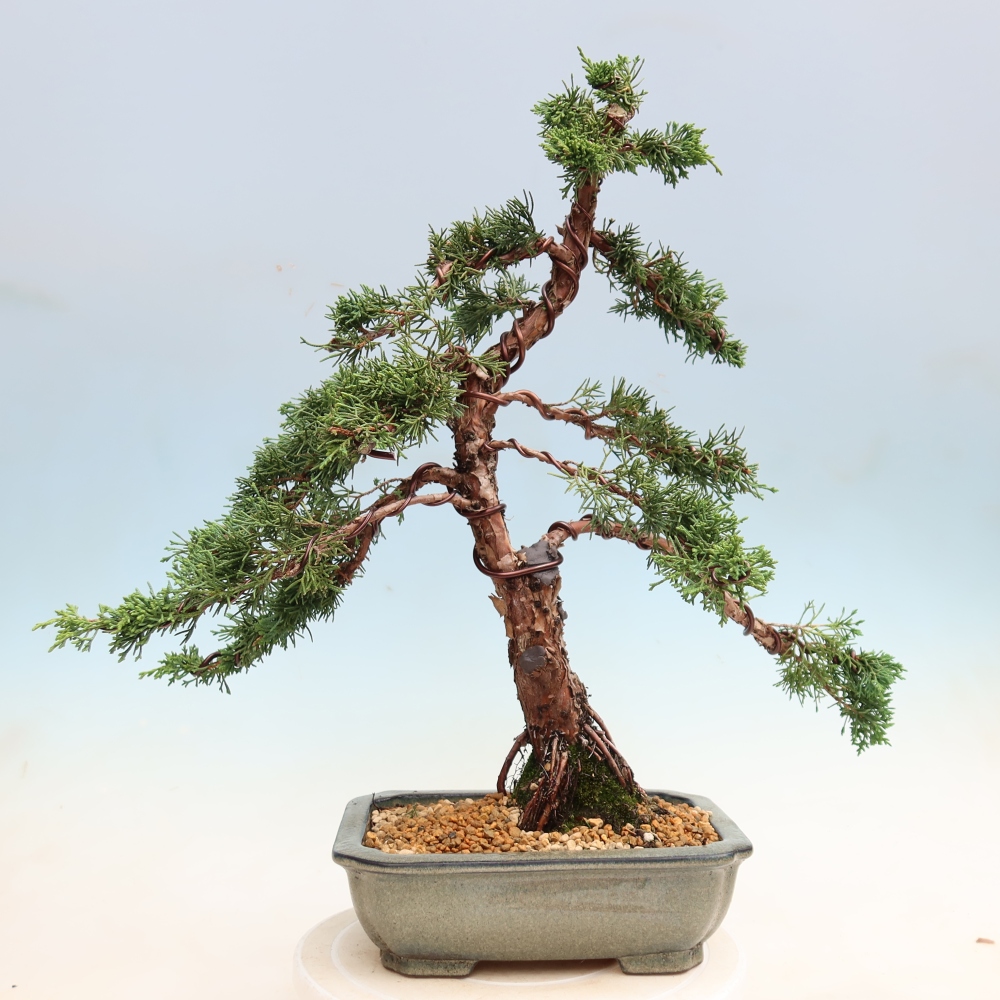 Bonsai voor buiten - Juniperus chinensis Kishu