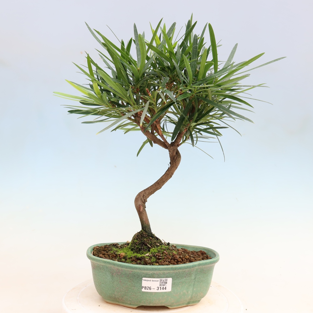 Kamerbonsai - Podocarpus - Taxus