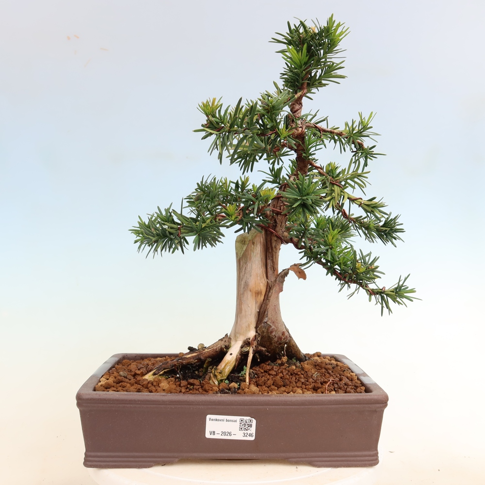 Bonsai voor buiten - Taxus cuspidata - Japanse Taxus