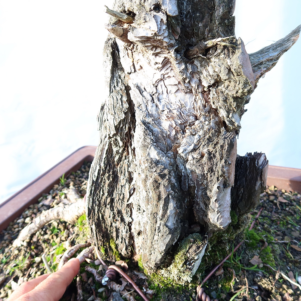 Pinus sylvestris Spanje - grove den