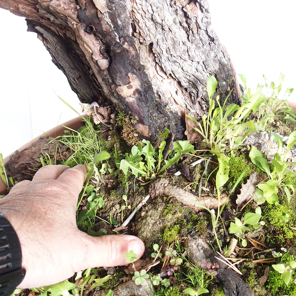 Yamadori - Pinus sylvestris Spanje