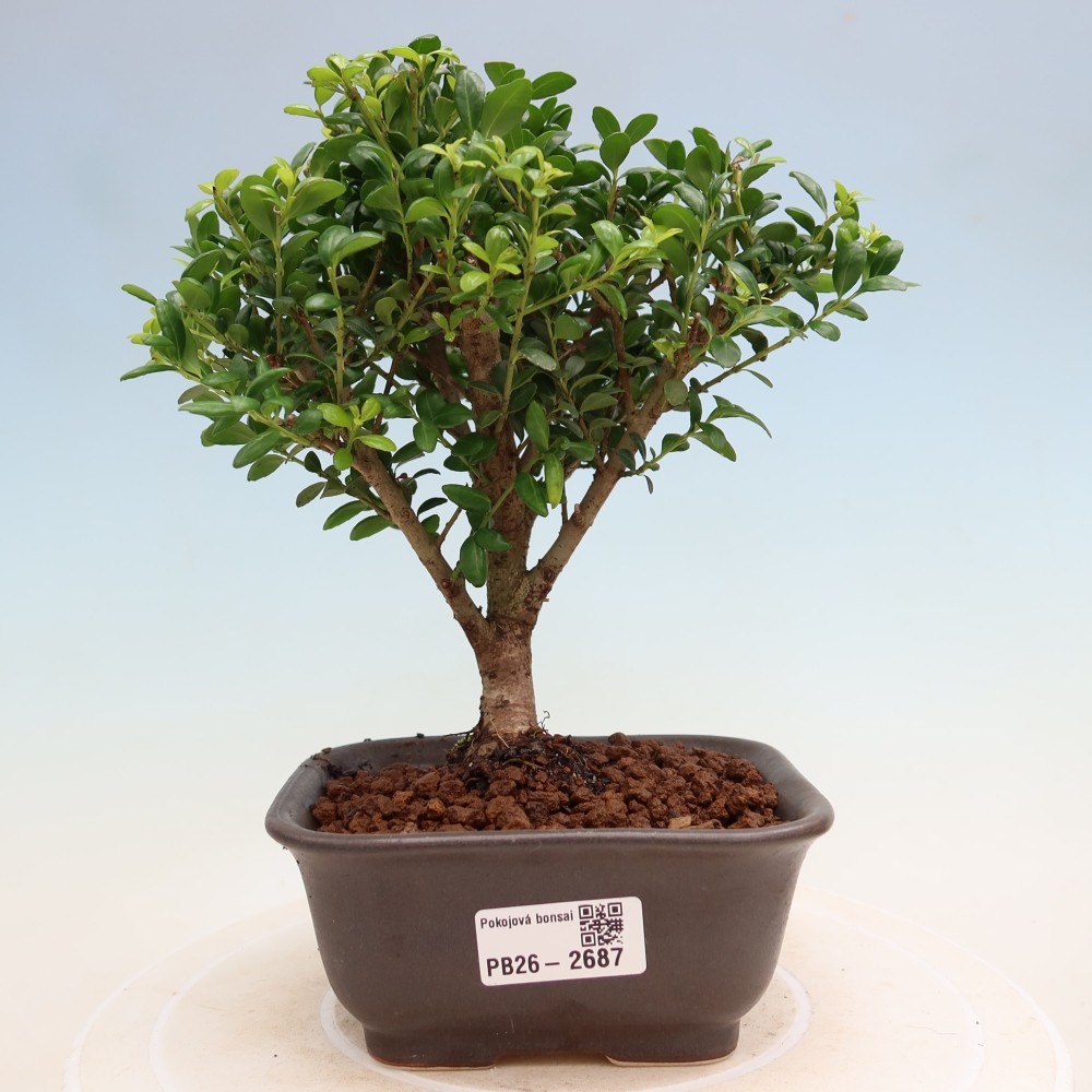 Kamerbonsai - Ilex crenata - Hulst