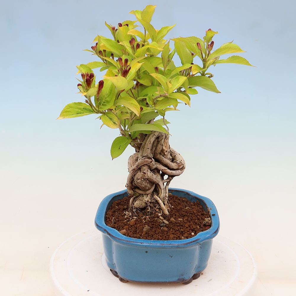 Buitenbonsai - Weigela subsessilis - Koreaanse weigela