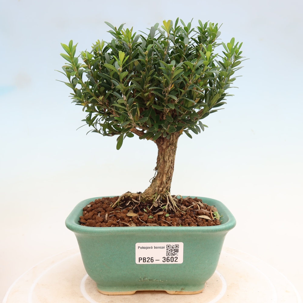 Kamerbonsai - Buxus harlandii - kurk buxus