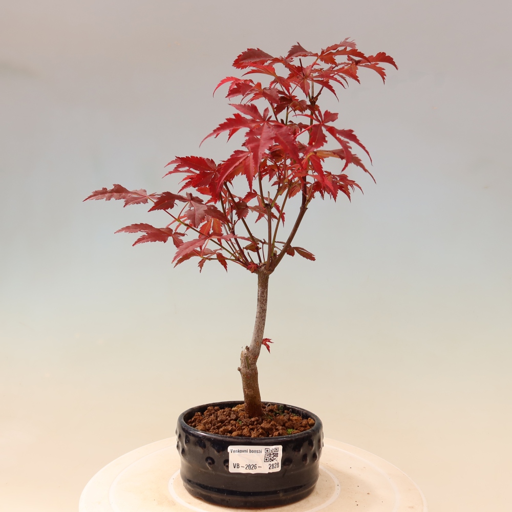 Bonsai voor buiten - Acer palm. Atropurpureum-Javorpalm