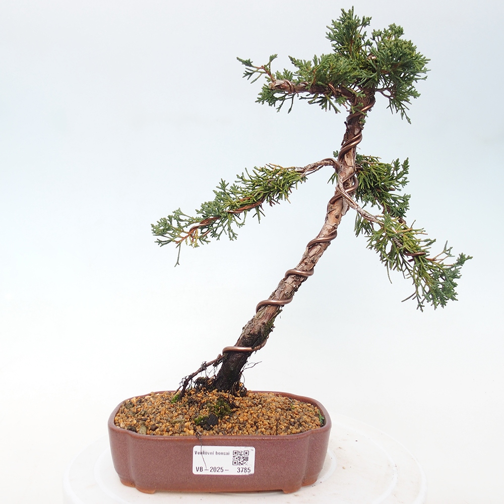 Bonsai voor buiten - Juniperus chinensis Kishu