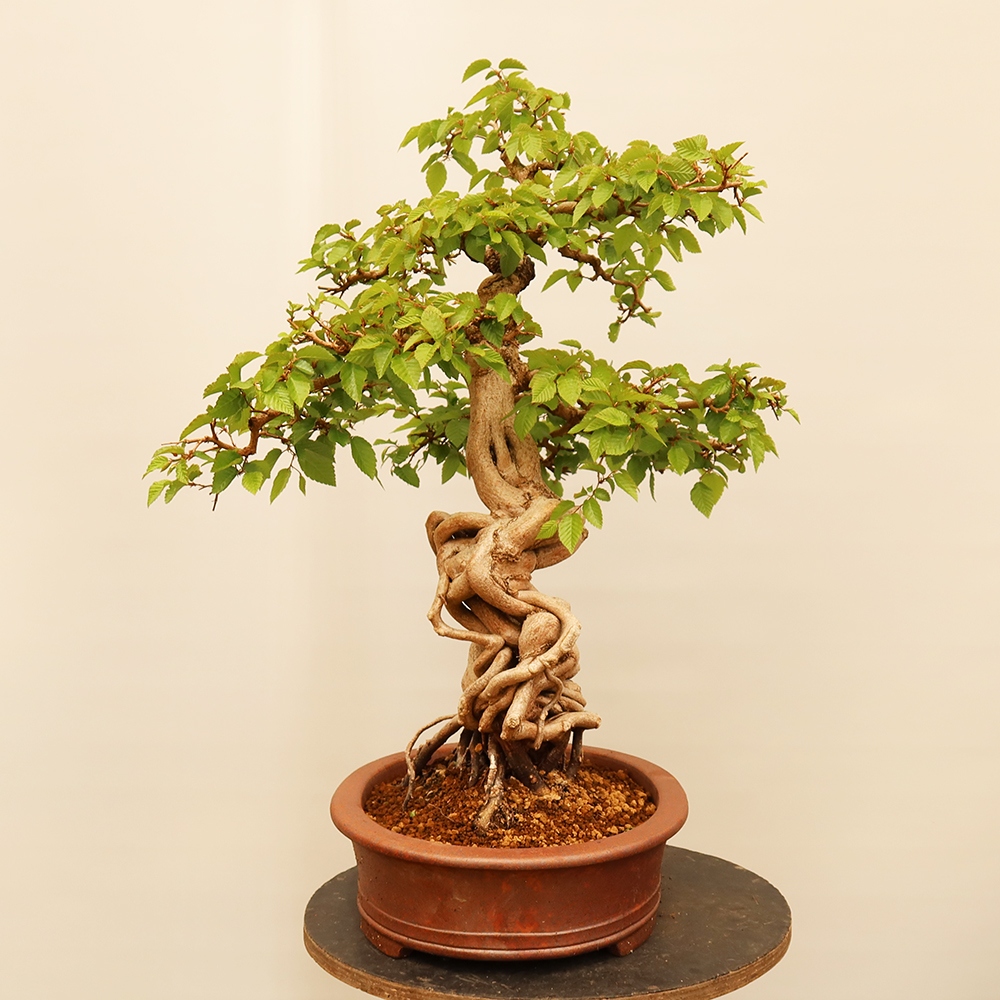 Bonsai voor buiten -Carpinus Coreana - Koreaanse haagbeuk
