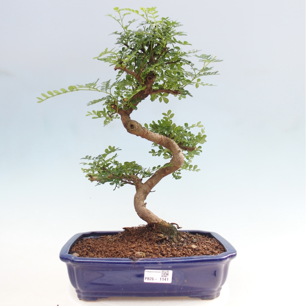 Kamerbonsai - Zantoxylum piperitum - peperboom
