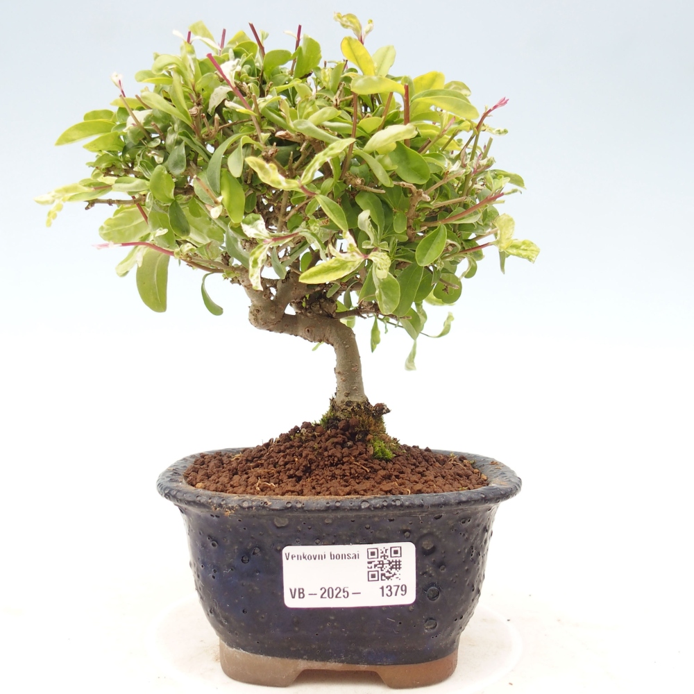 Bonsai voor buiten - Ligustrum obtusifolium