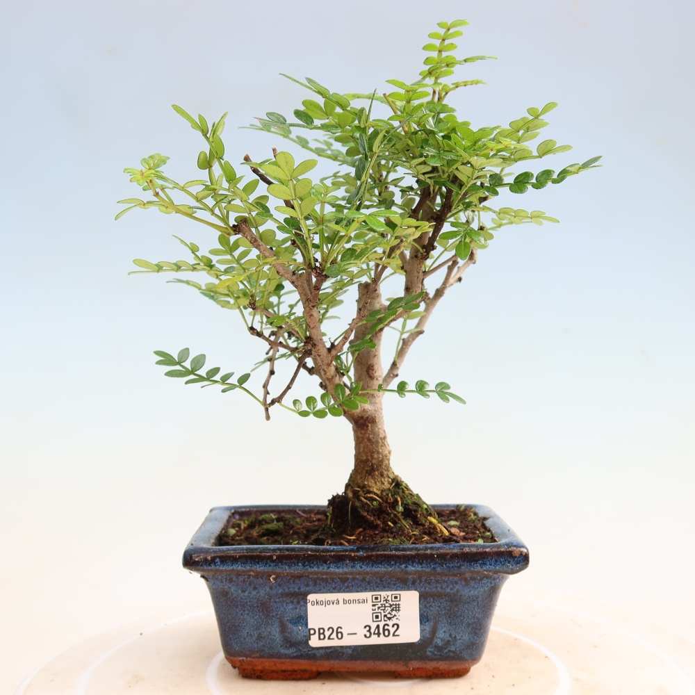 Kamerbonsai - Zantoxylum piperitum - peperboom