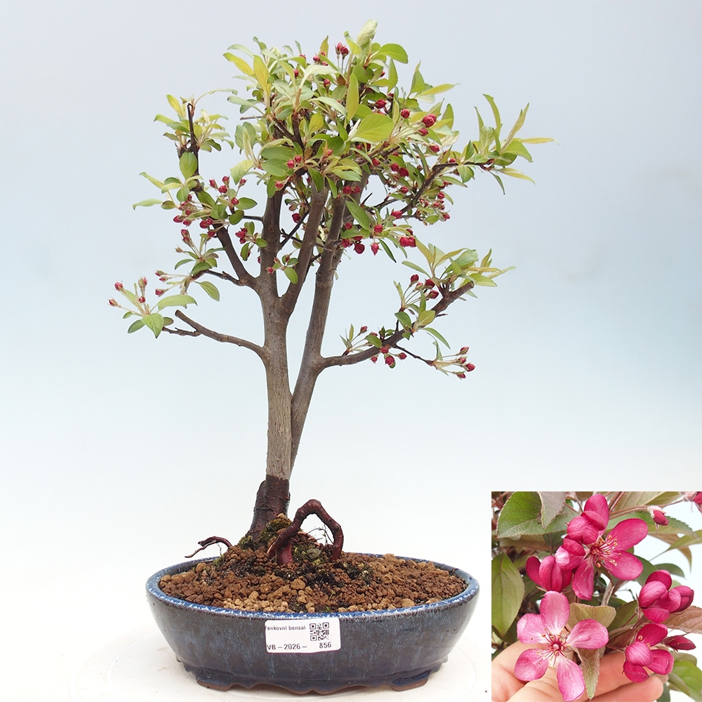 Bonsai voor buiten -Malus domestica - Roodbladige appelboom met kleine vruchten