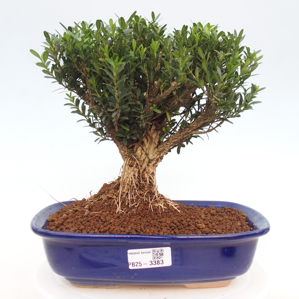 Kamerbonsai - Buxus harlandii - kurk buxus