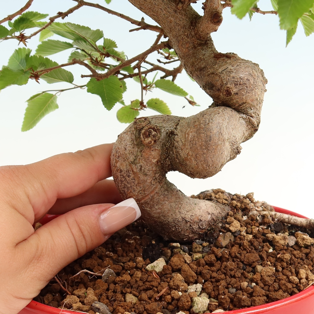 Bonsai voor buiten -Carpinus Coreana - Koreaanse haagbeuk