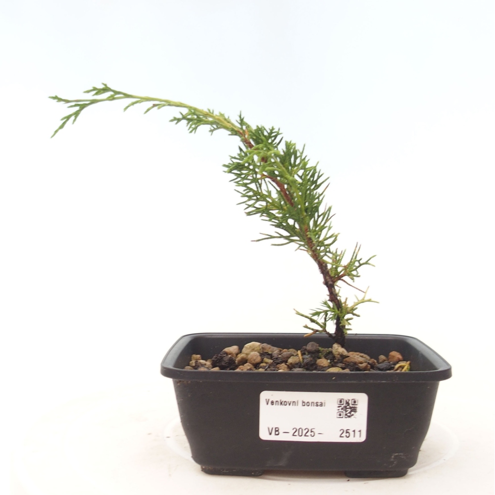 Bonsai voor buiten - Juniperus chinensis Itoigawa