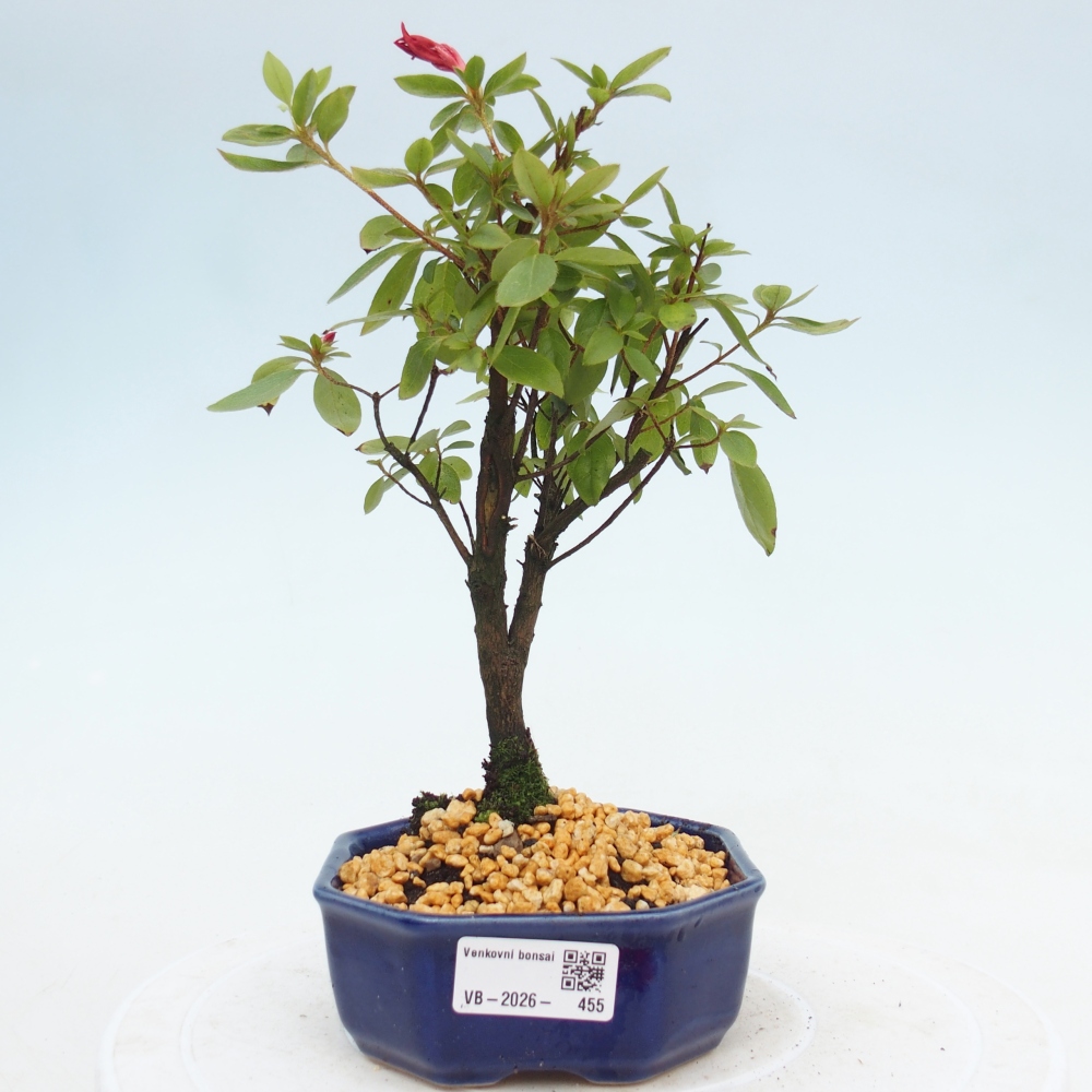 Bonsai voor buiten - Japanse azalea - Azalea sp.