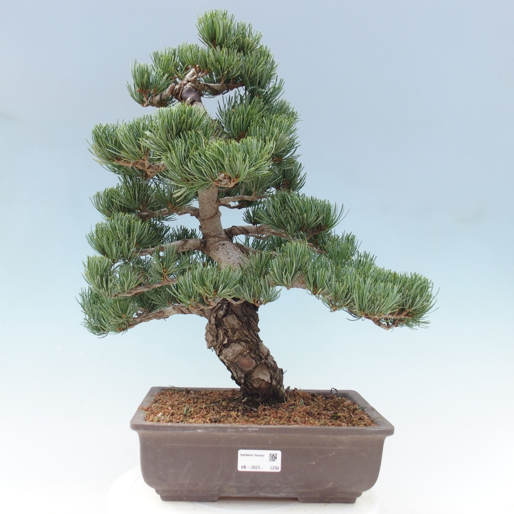 Bonsai voor buiten - Pinus parviflora - Pinus parviflora