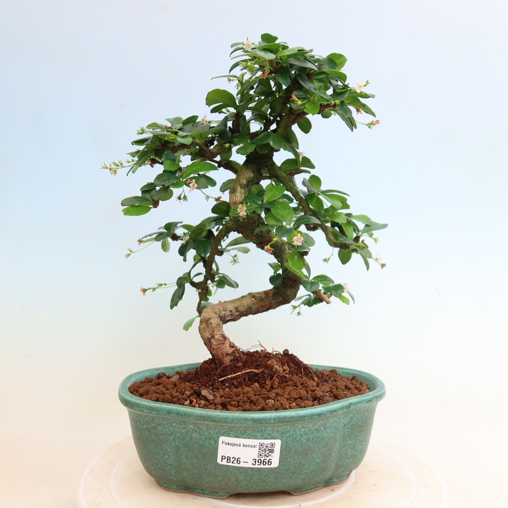 Kamerbonsai - Carmona macrophylla - Thee fuki