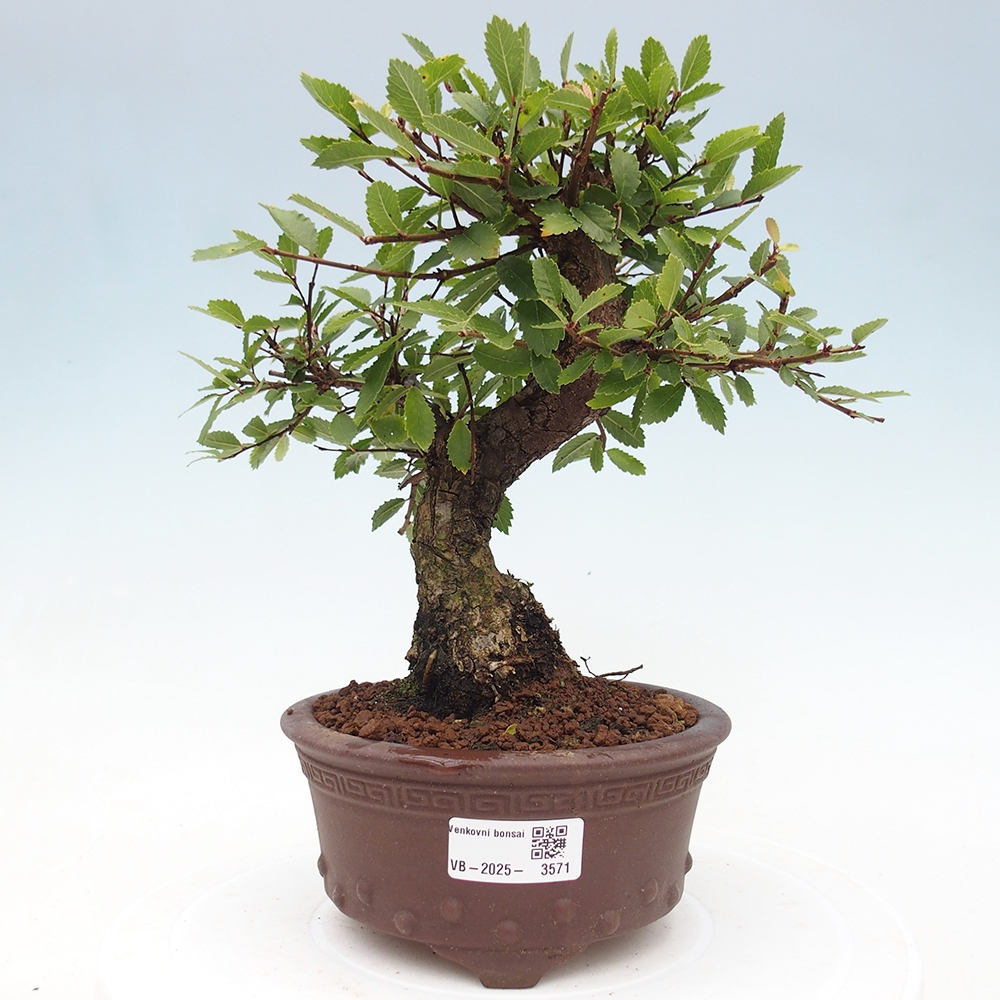 Bonsai voor buiten - Zelkova - Zelkova NIRE