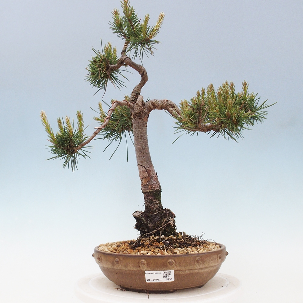 Bonsai voor buiten - Pinus Sylvestris Watererri - grove den