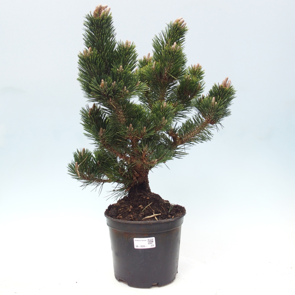 Bonsai voor buiten - Pinus thunbergii senjyumaru - Thunberg den
