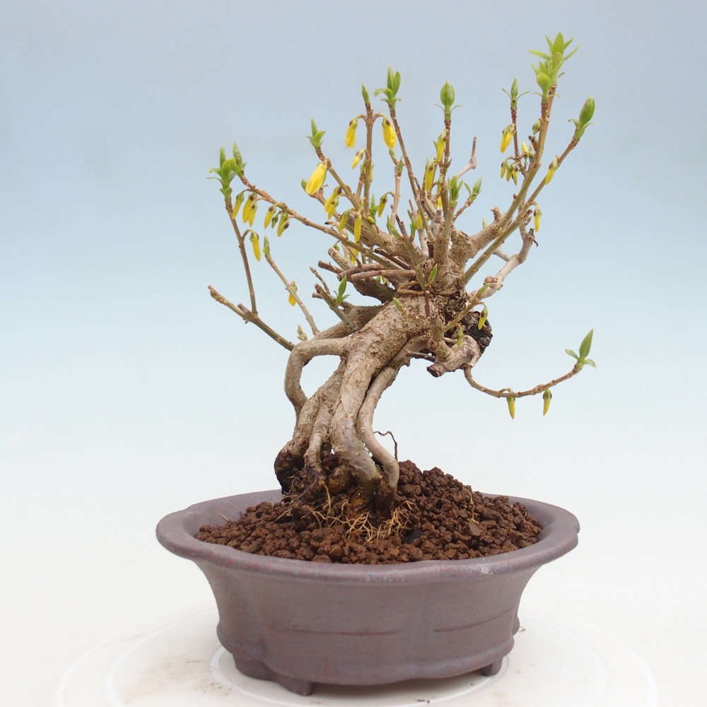 Bonsai voor buiten - Zlatice - Forsythia koreana