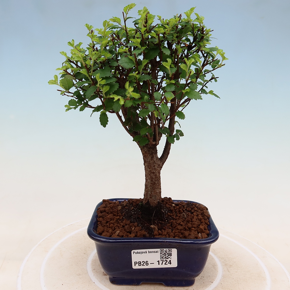 Kamerbonsai - Ulmus parvifolia - Winteriep