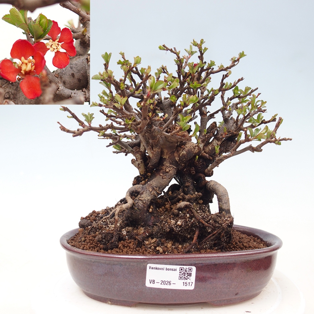 Bonsai voor buiten - Chaneomeles speciosa - Kweepeer