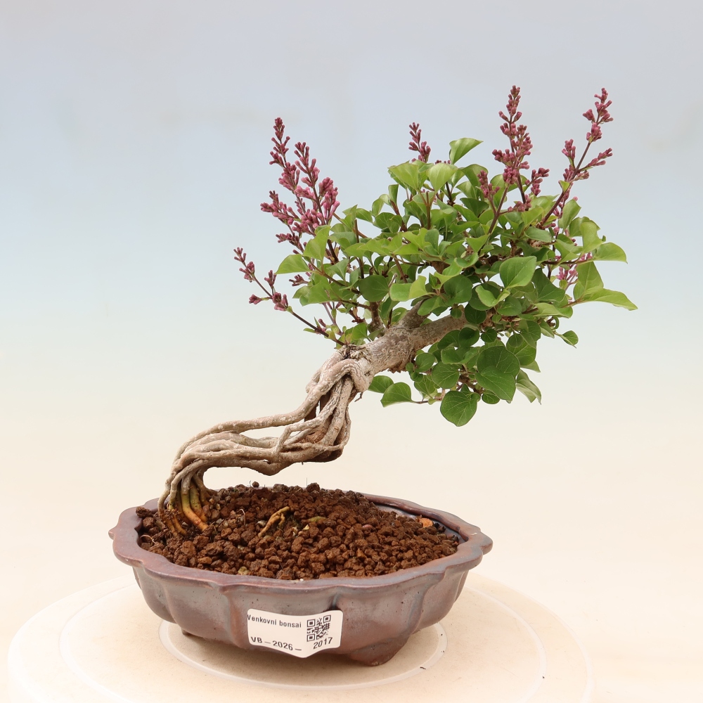 Bonsai voor buiten - Syringa microphylla - kleinbloemige sering