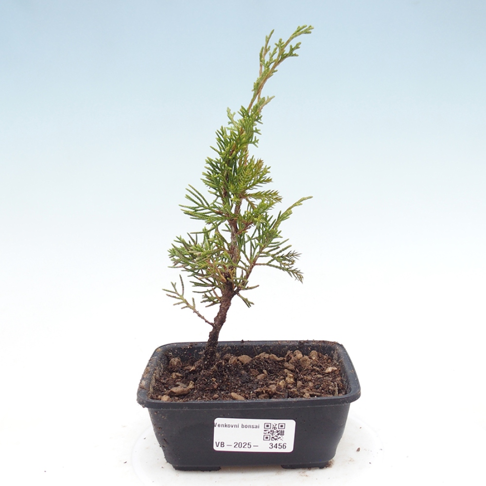 Bonsai voor buiten - Juniperus chinensis Itoigawa