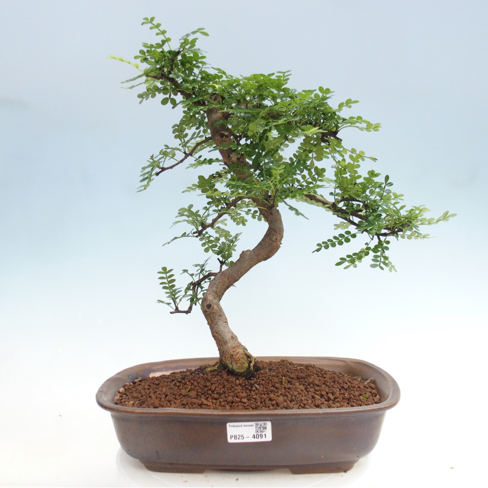 Kamerbonsai - Zantoxylum piperitum - peperboom