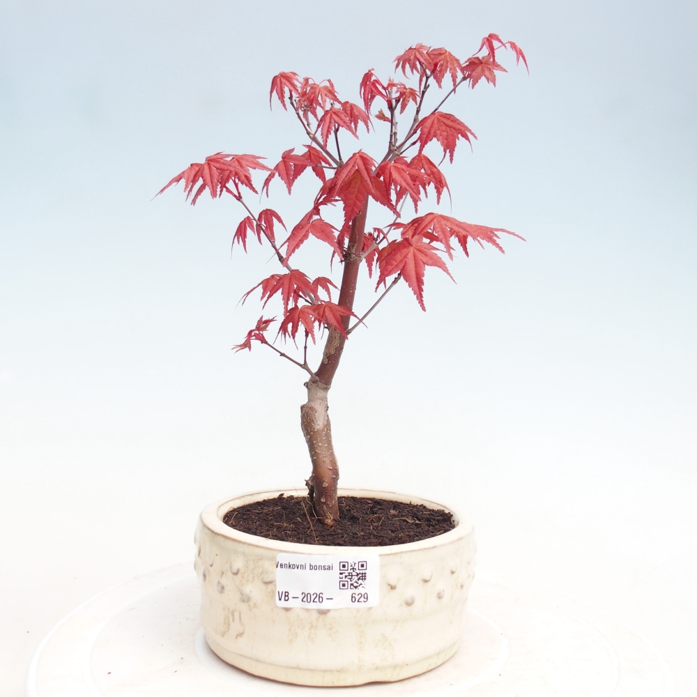 Bonsai voor buiten - Acer palmatum DESHOJO