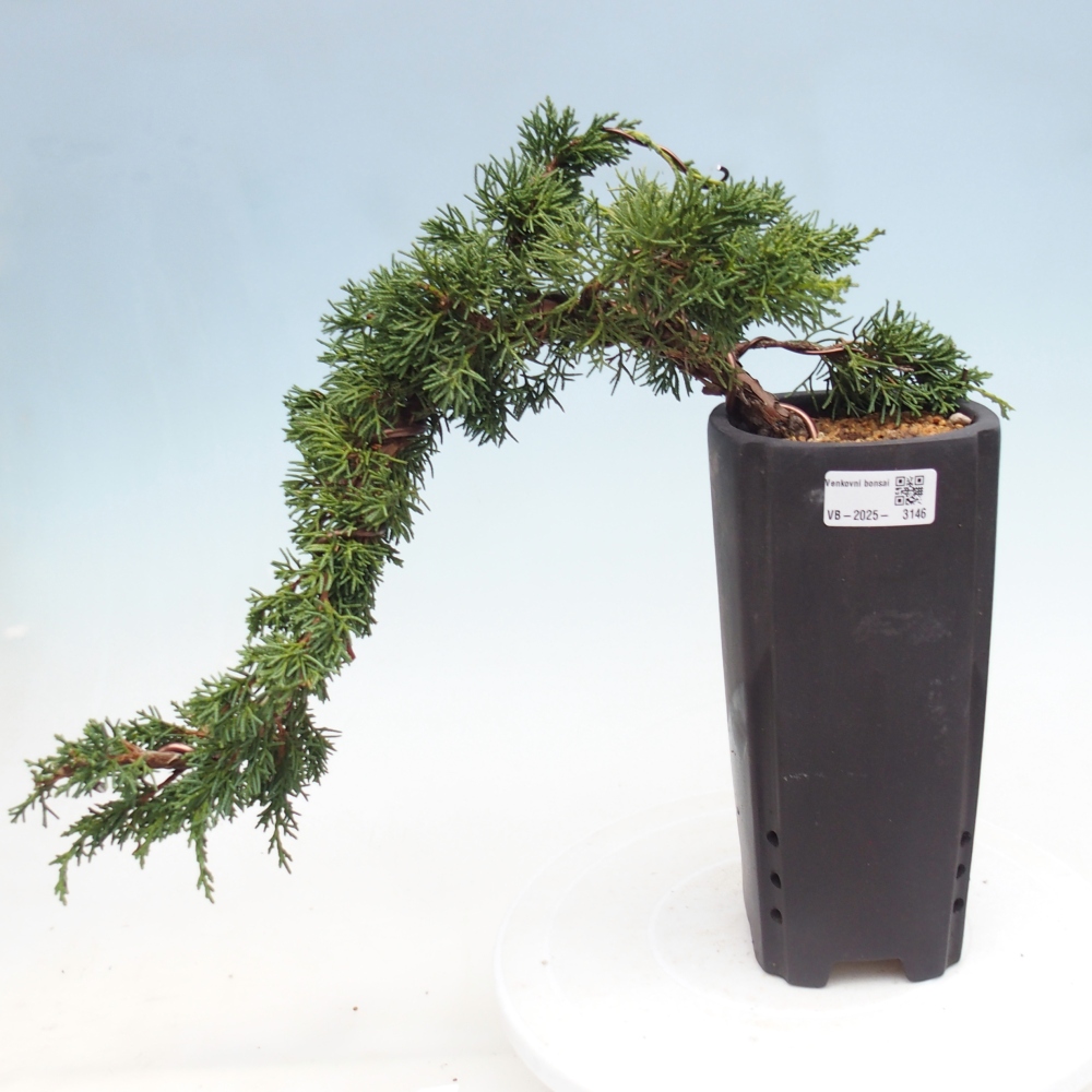 Bonsai voor buiten - Juniperus chinensis Kishu