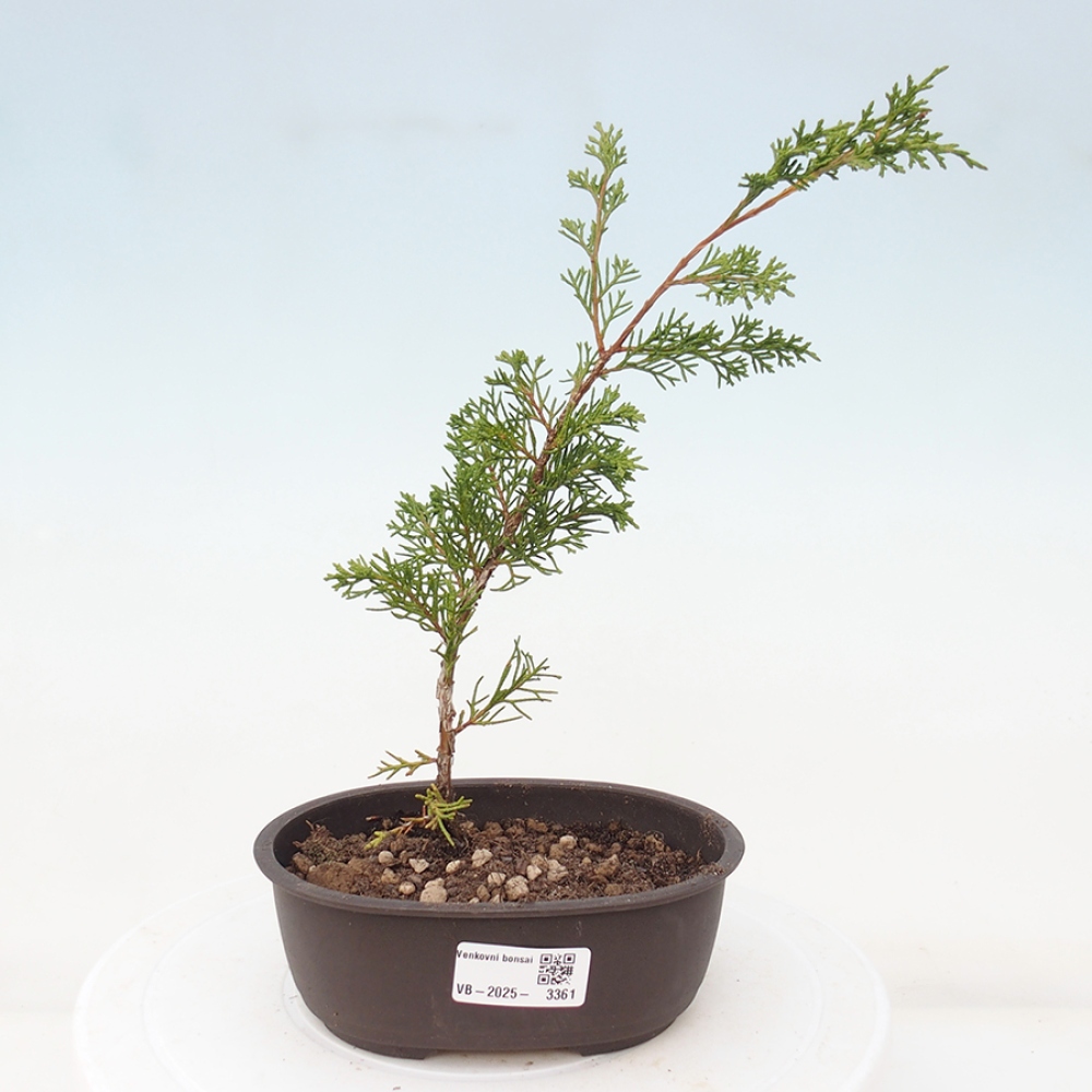 Bonsai voor buiten - Juniperus chinensis Itoigawa