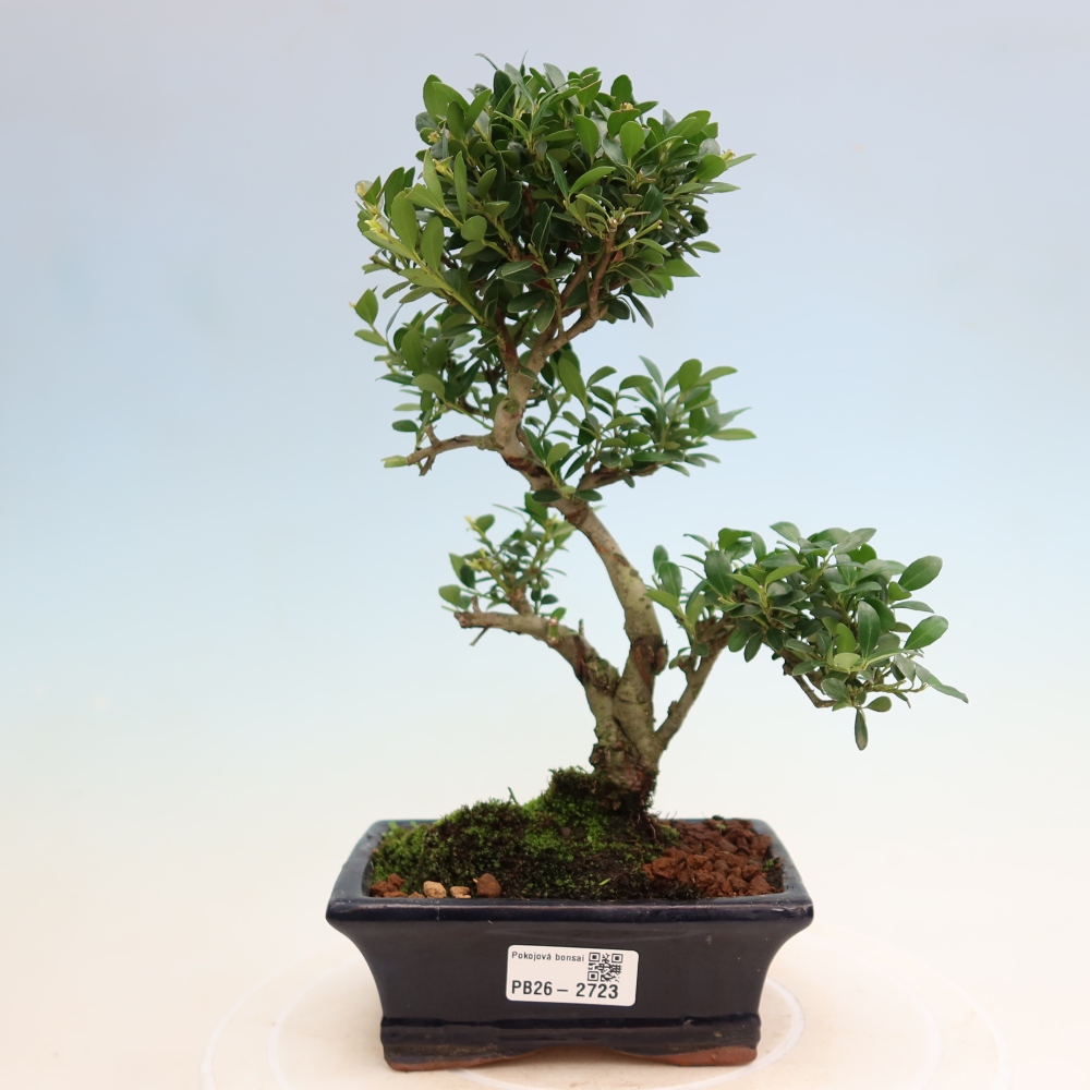 Kamerbonsai - Ilex crenata - Hulst