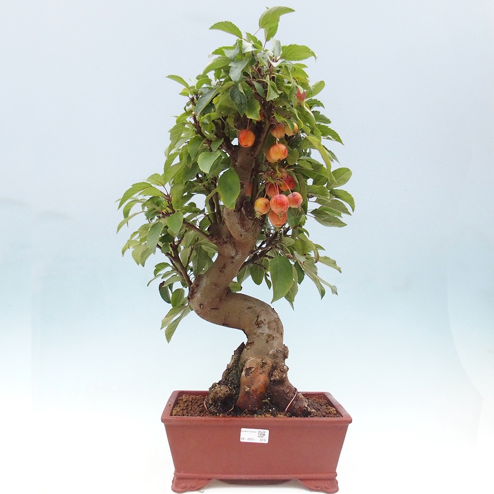 Bonsai voor buiten -Malus halliana - Appelboom met kleine vruchten