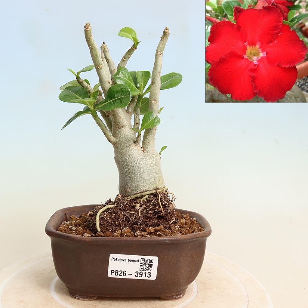 Kamerbonsai - Adenium obesum Red Star - Woestijnroos