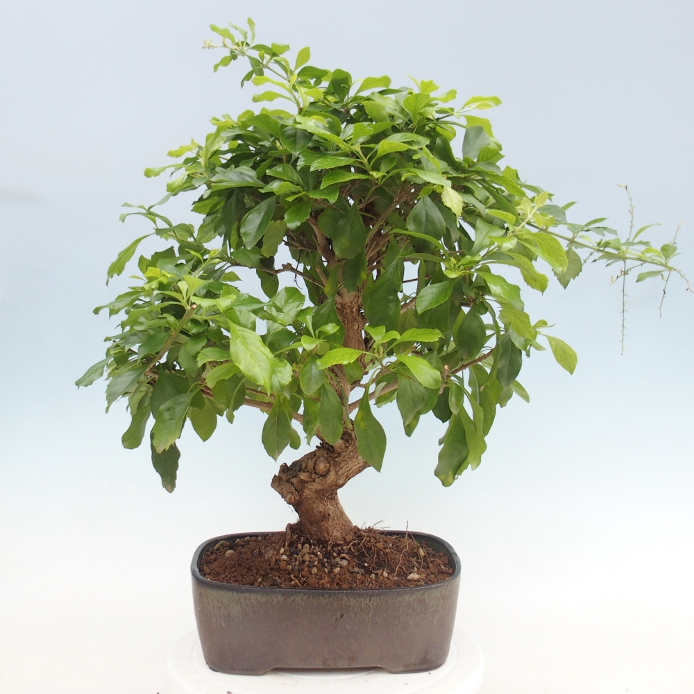Kamerbonsai - Duranta repens -Duranta
