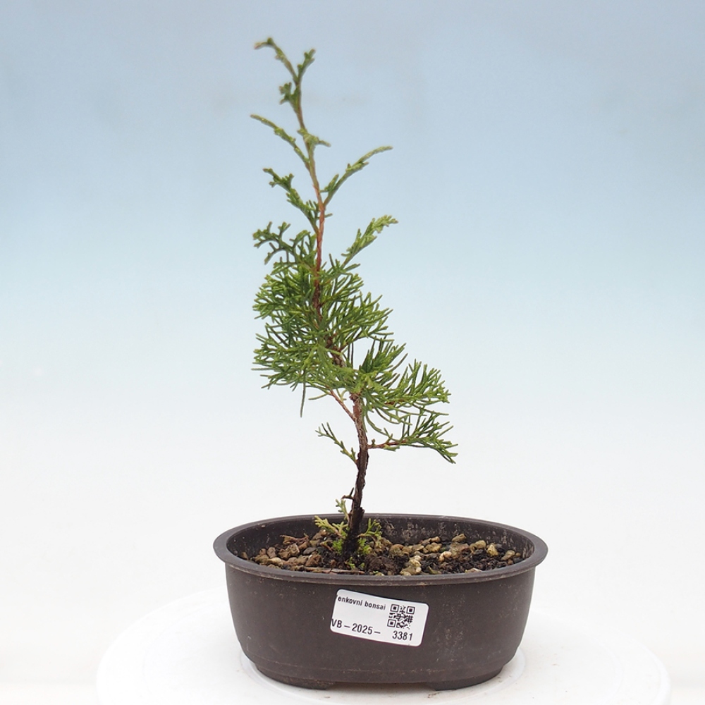 Bonsai voor buiten - Juniperus chinensis Itoigawa