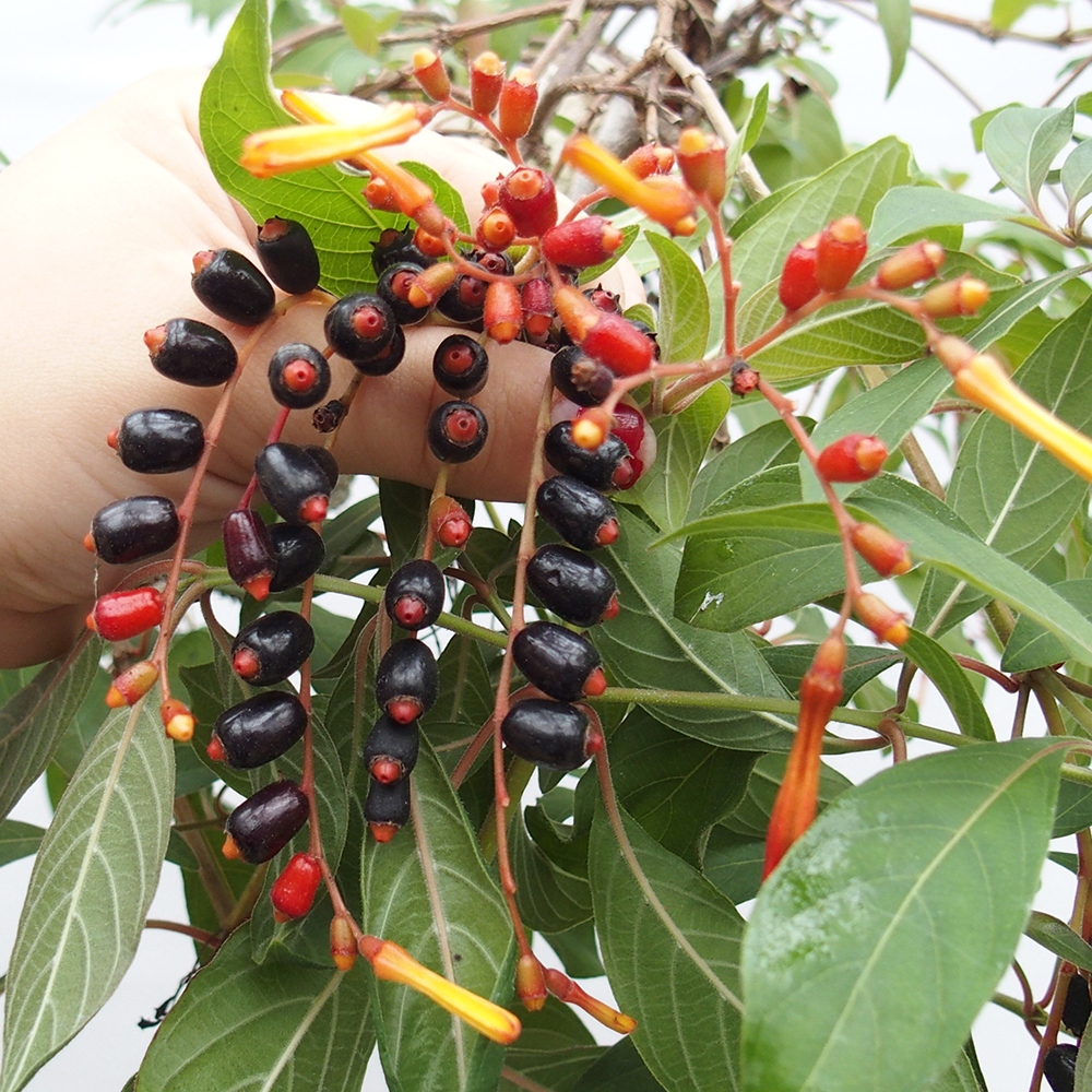 Kamerbonsai - Hamelia octrooi