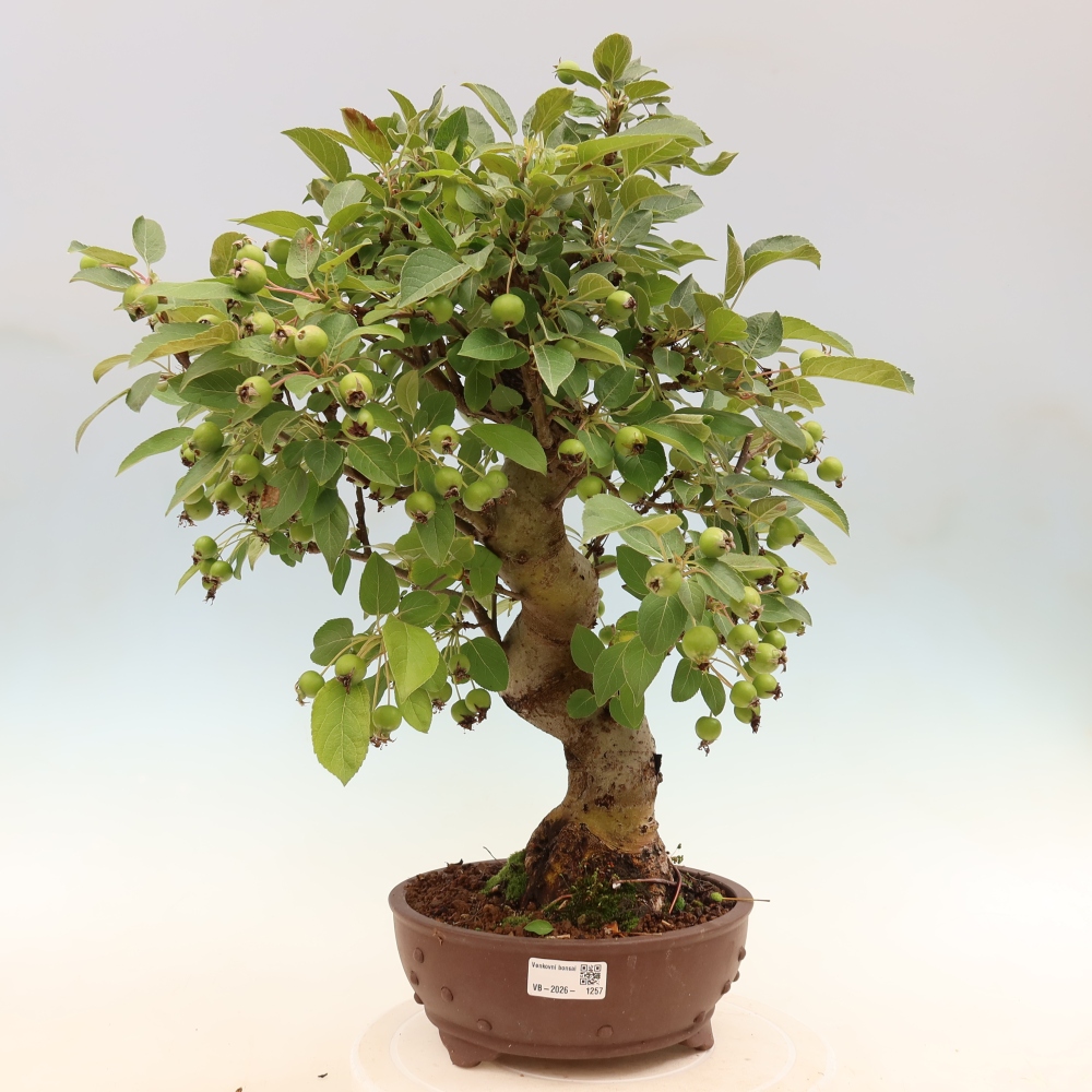 Bonsai voor buiten -Malus halliana - Appelboom met kleine vruchten