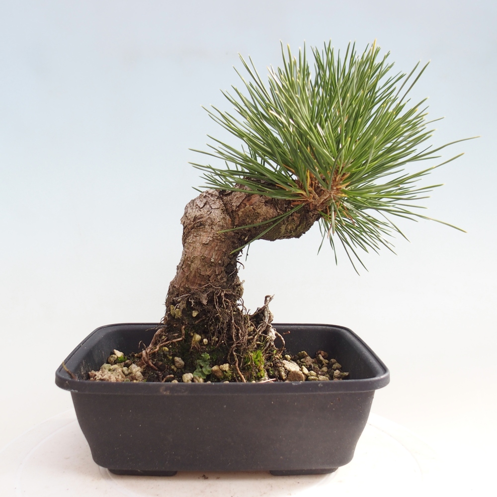 Bonsai voor buiten - Pinus thunbergii - Thunberg den