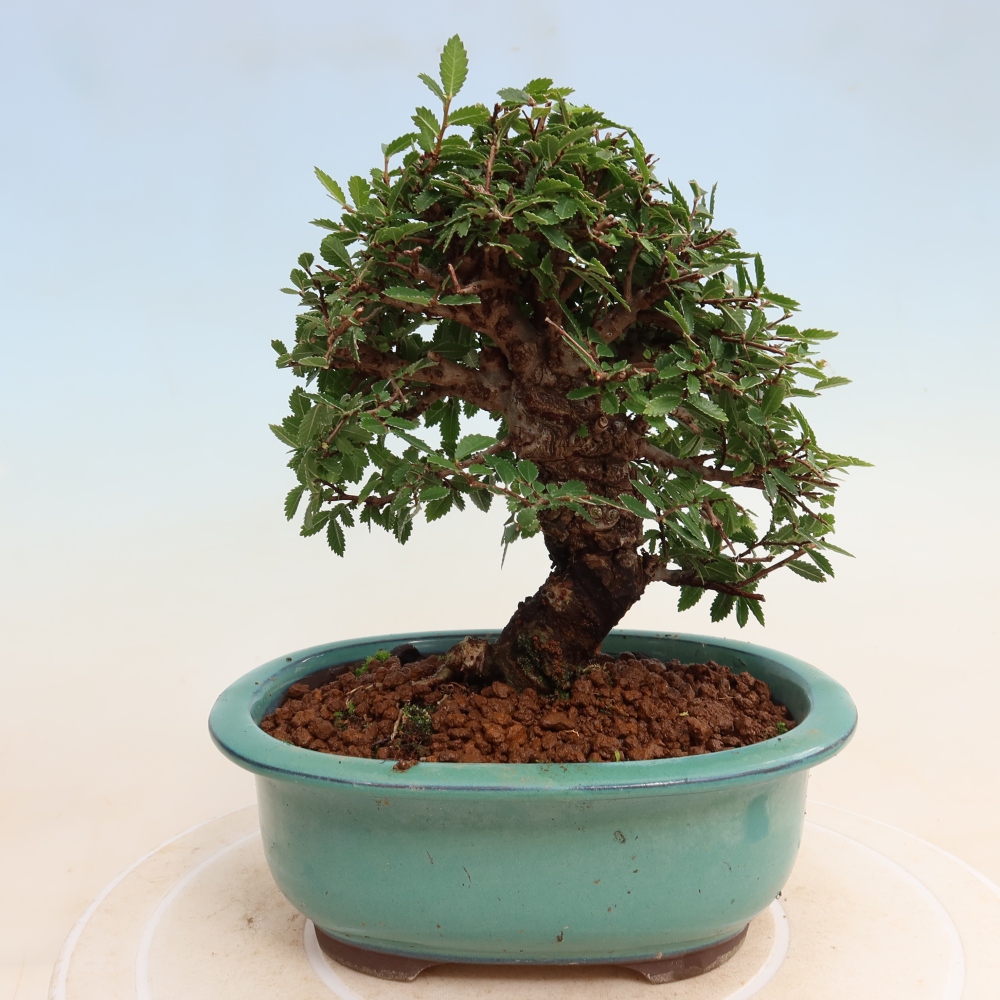 Bonsai voor buiten - Zelkova - Zelkova NIRE