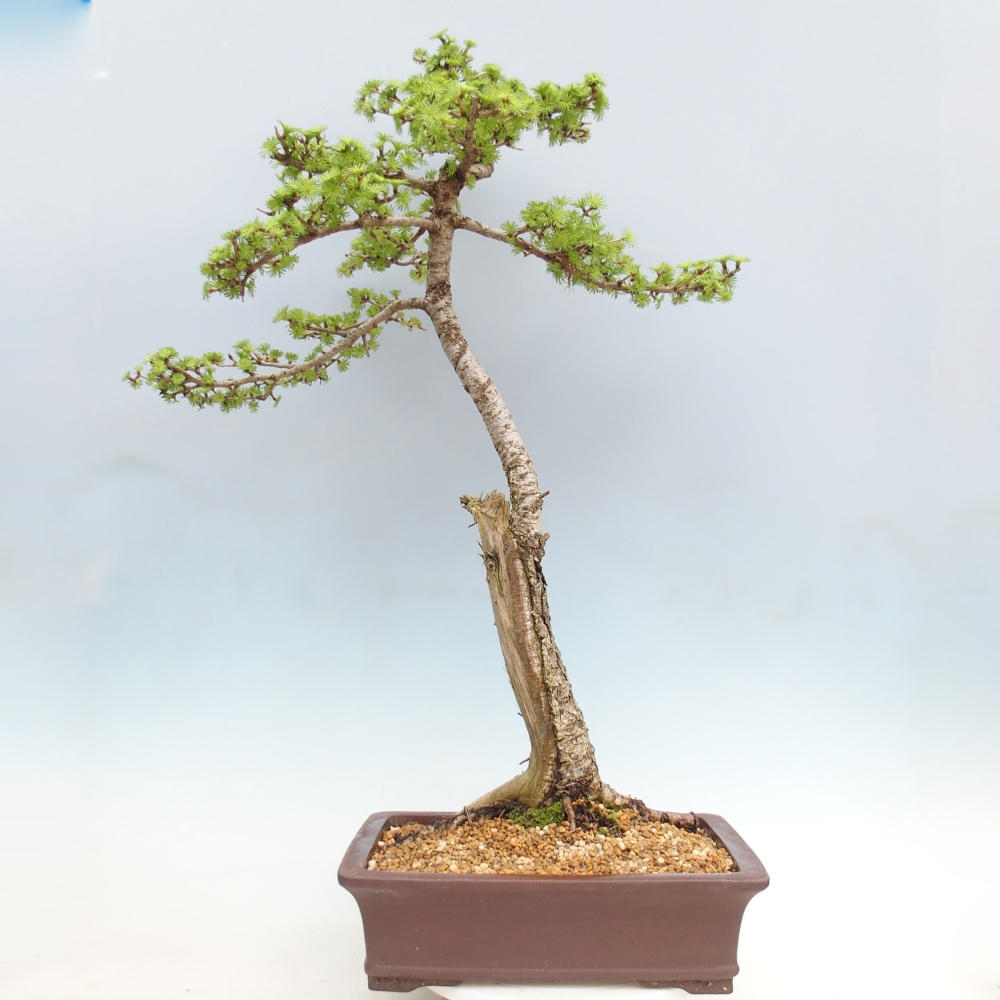 Bonsai voor buiten -Larix decidua - Lariks - Alleen palletvervoer