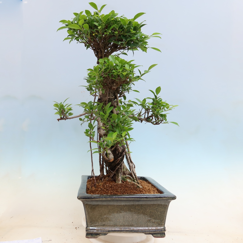 Kamerbonsai - Ficus kimmen - kleinbladige ficus