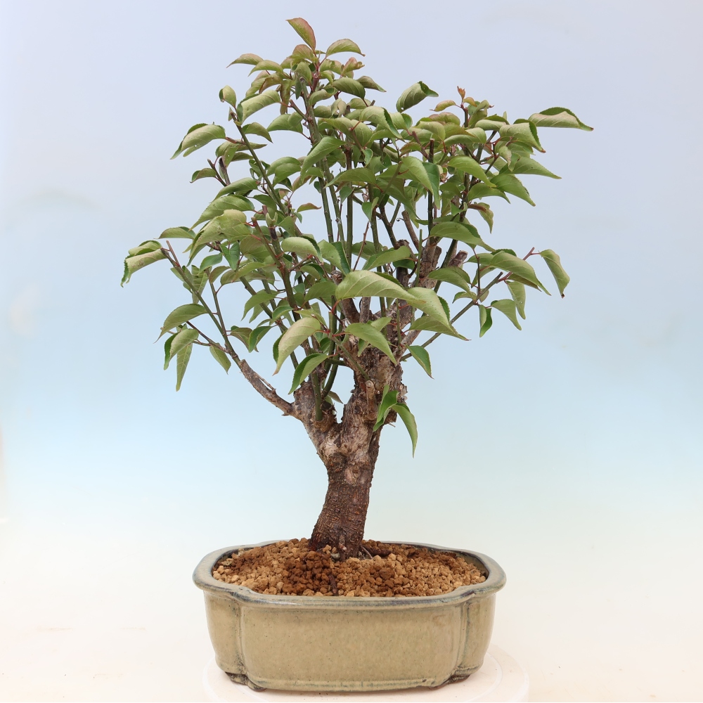 Bonsai voor buiten - Japanse abrikoos - Prunus Mume
